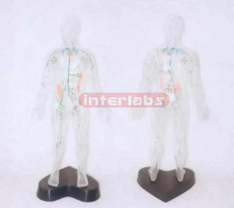 35CM TALL, TRANSPARENT AND DISSECTABLE HUMAN BODY WITH LYMPHATIC SYSTEM AND LYMPH DRAINAGE